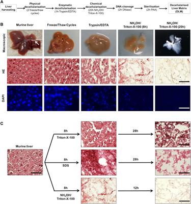 Establishing a three-dimensional scaffold model of hepatoblastoma